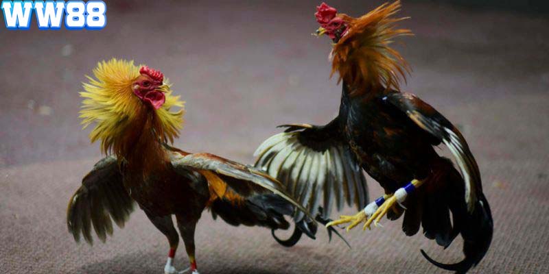 Xem đá gà trực tuyến miễn phí