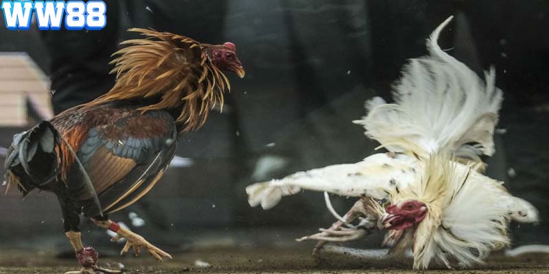 WW88 mang đến nhiều lựa chọn về hình thức chọi gà