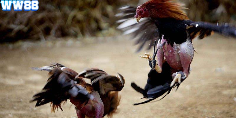 Việc lựa chọn chiến kê là điều rất quan trọng trong bộ môn đá gà cựa sắt