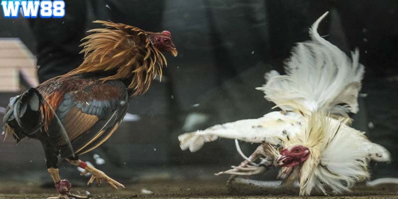 Đá gà cựa sắt mang đến sự kịch tính và khốc liệt